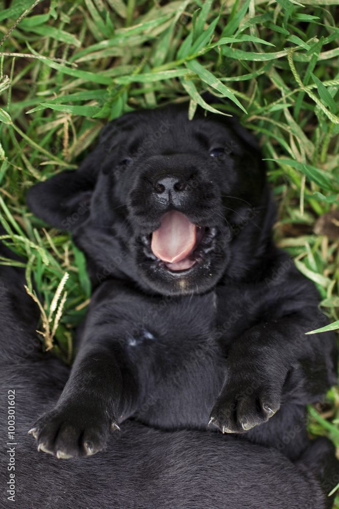 Labrador Puppy