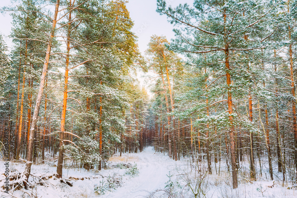 冬季雪林美景