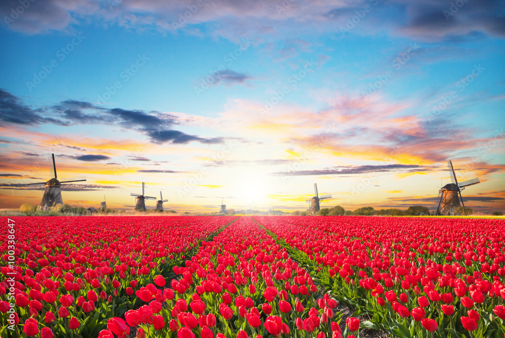 Vibrant tulips field with Dutch windmill