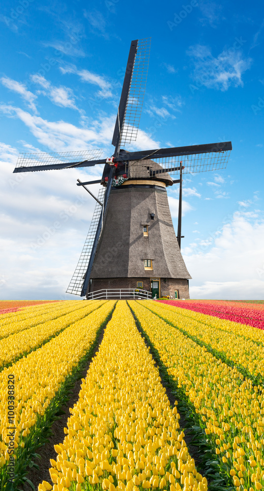 Vibrant tulips field with Dutch windmill