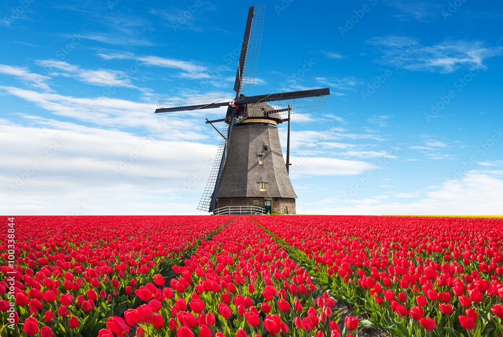 Vibrant tulips field with Dutch windmill