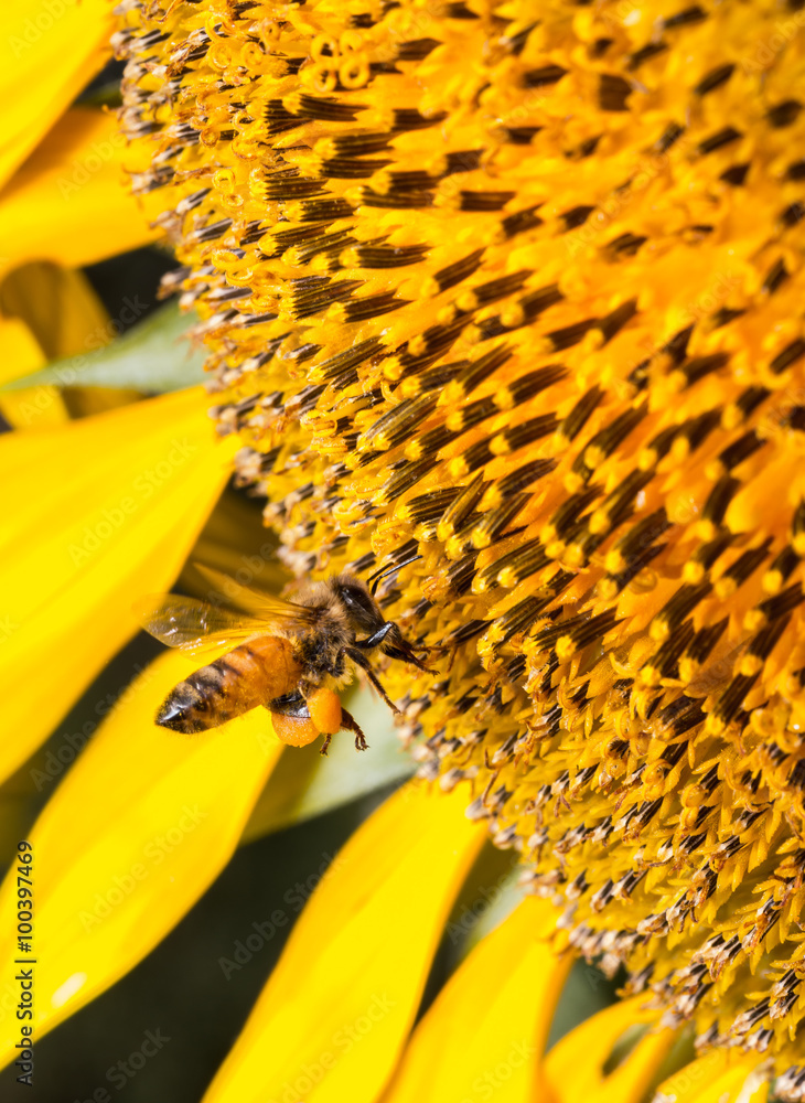 bee working on a sunflower