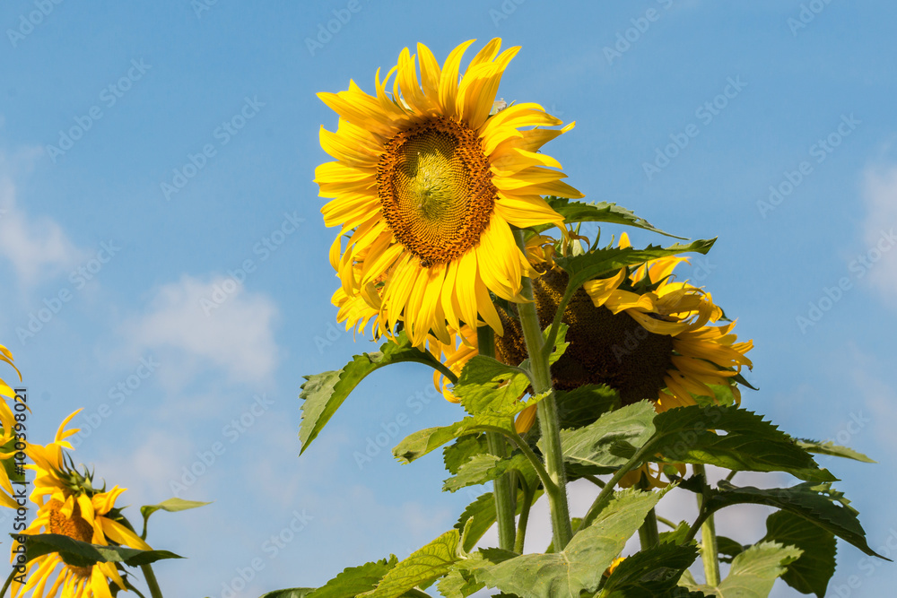 Sunflower bloom