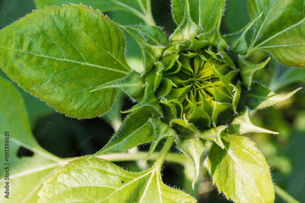 Young sunflower