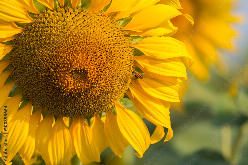 Sunflower bloom