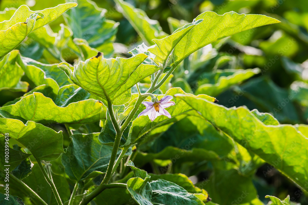 eggplant flowers on tree