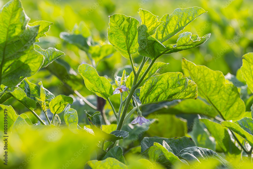 eggplant flowers on tree