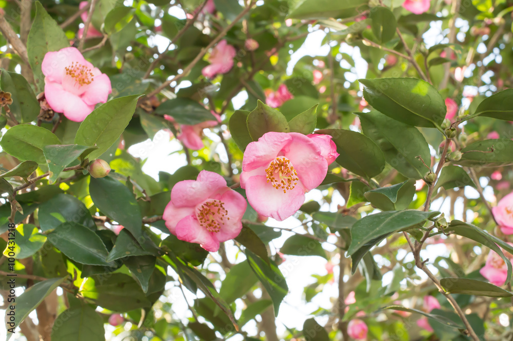 Camellia Wirlinga Cascade