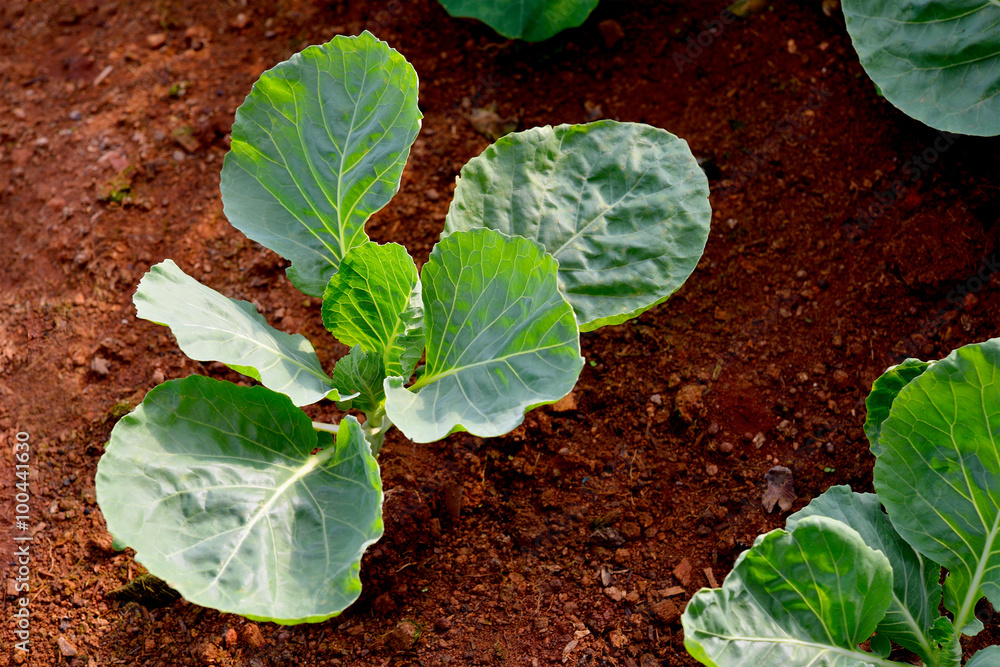 Chinese kale vegetable growing out of the earth in the garden