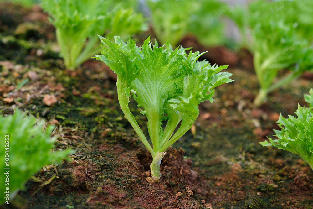 花园里生长的土壤中的蔬菜沙拉