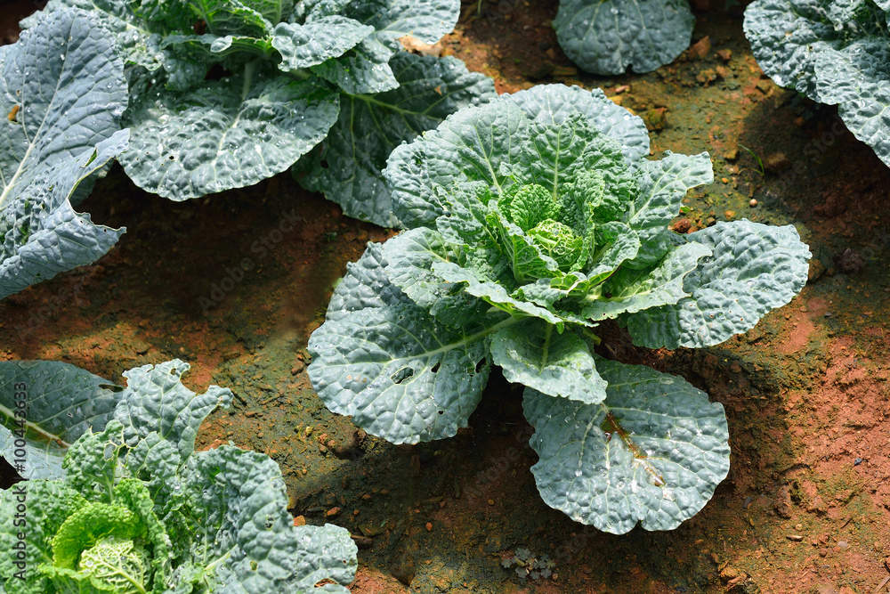 Close up of fresh cabbage in the garden