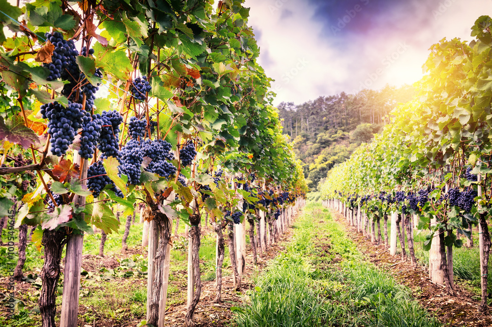 Landscape with autumn vineyards and organic grape