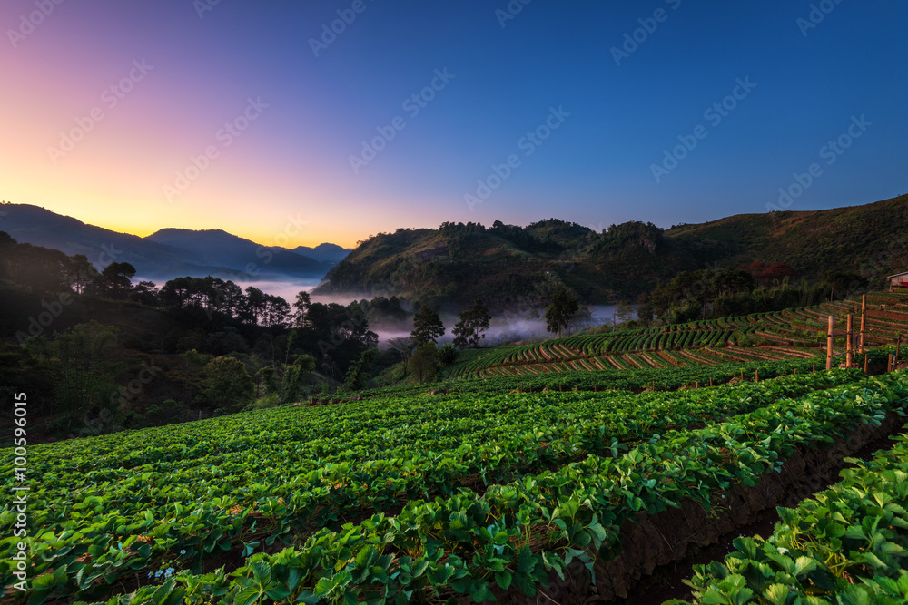 泰国清迈Doi Ang Khang的草莓园