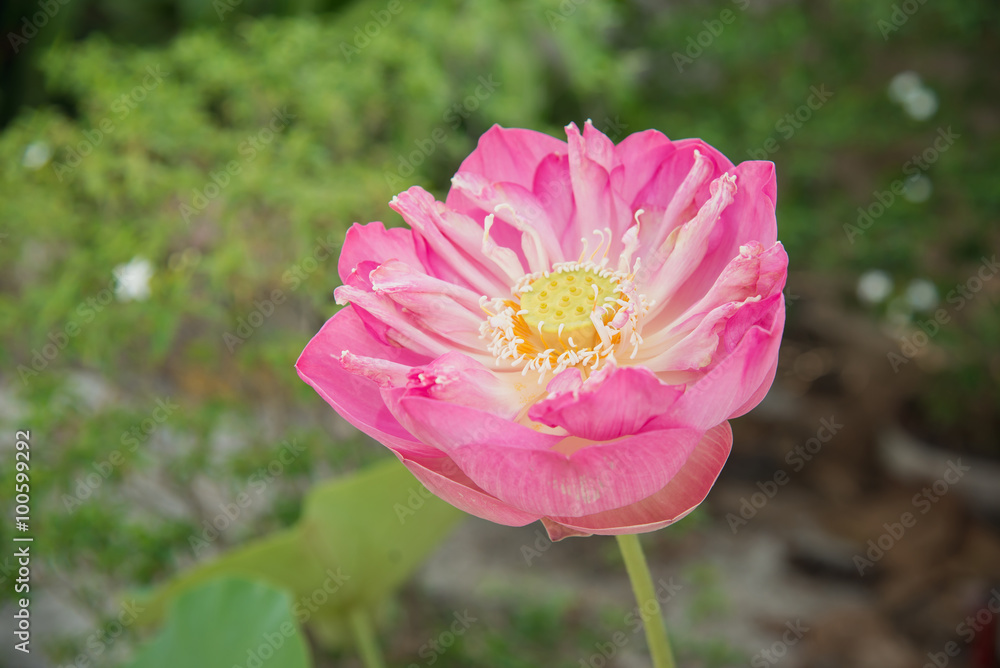 泥壶大粉莲花