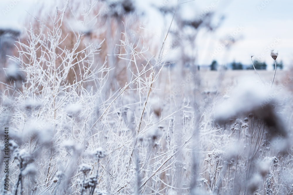 Hoarfrost on the winter bushes. Macro image with small depth of field