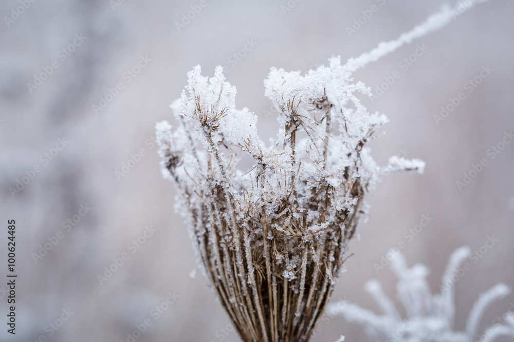 冬季灌木丛中的Hoarfrost。小景深的宏观图像