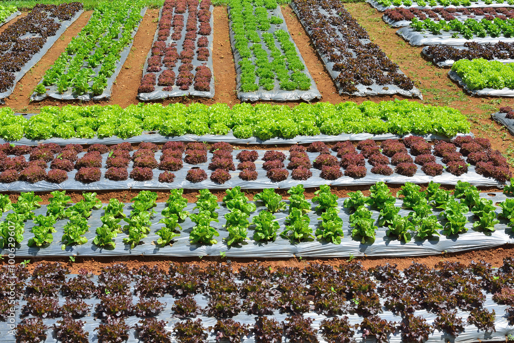 Rows of assorted vegetables in agricultural plantation