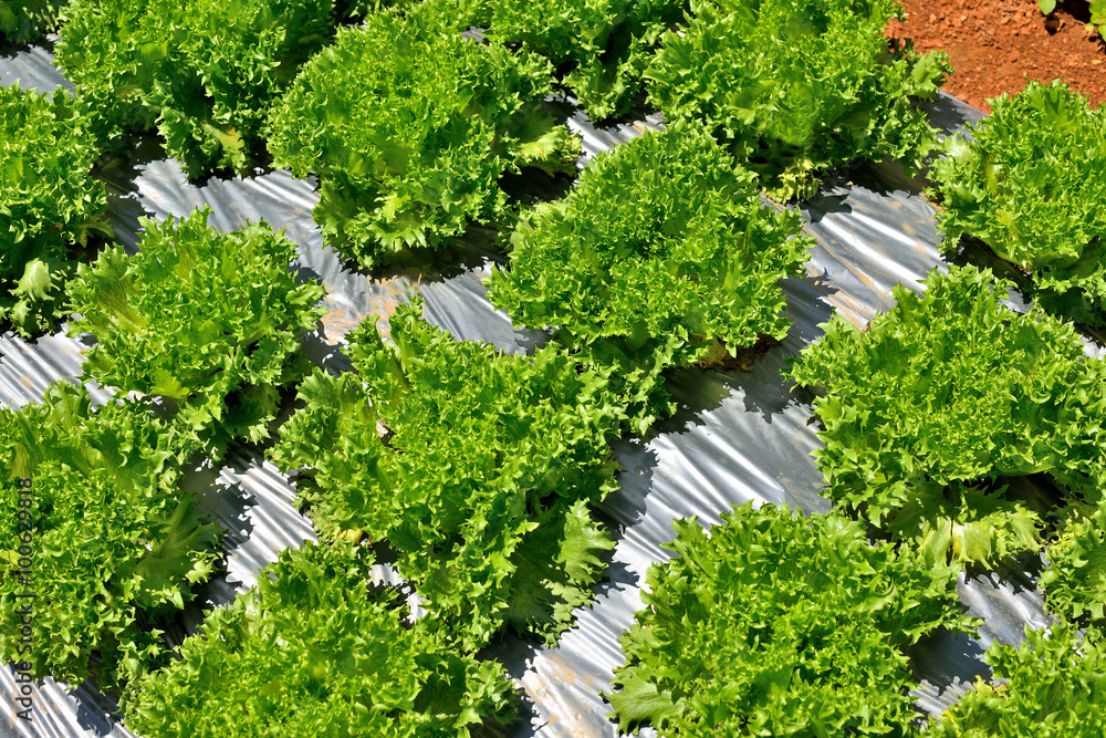 Vegetables salad growing out of the earth in the garden