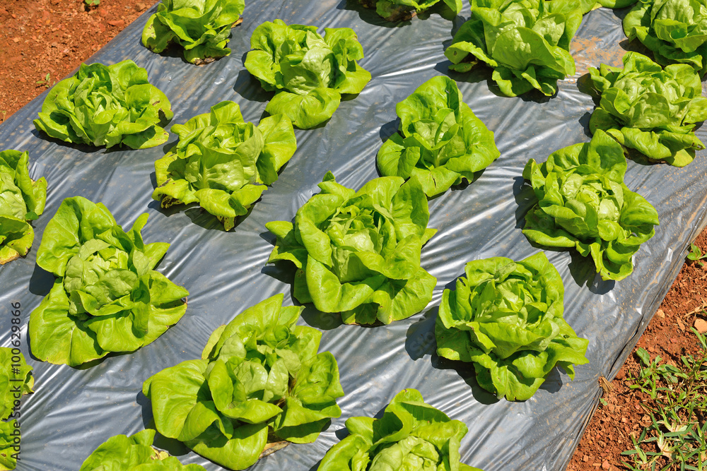 Vegetables salad growing out of the earth in the garden