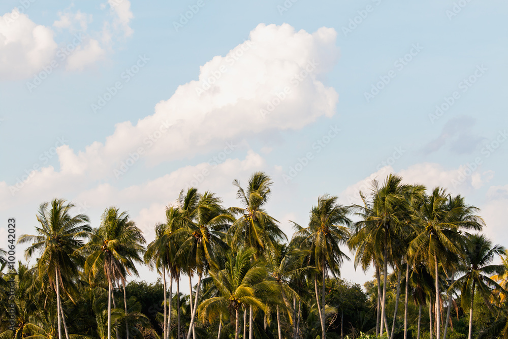 Coconut tree in garden