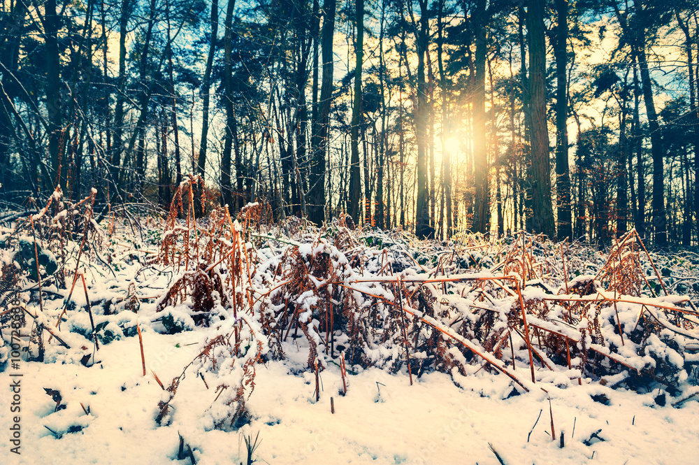 Spectacular sunset over winter forest