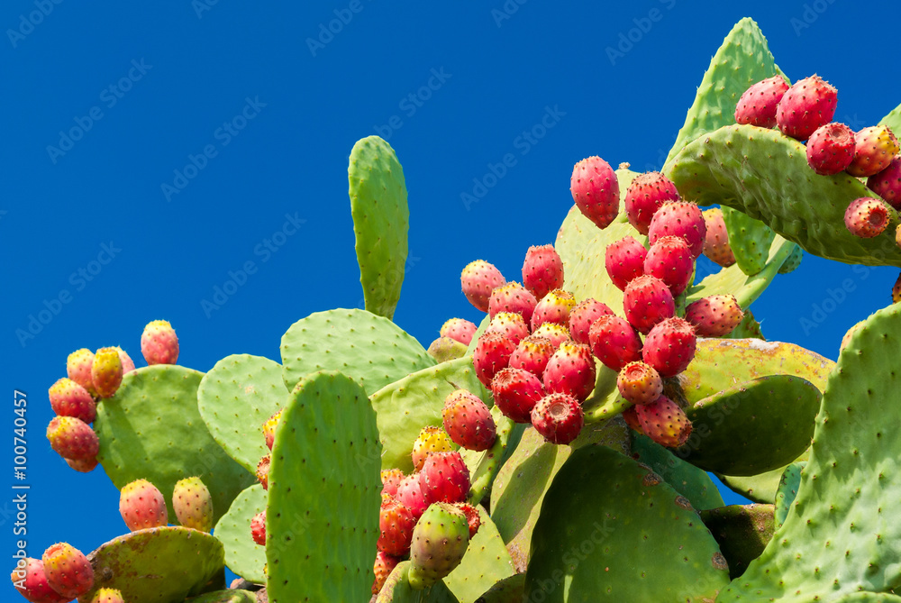 Prickly pears with red fruits and blue sky in background