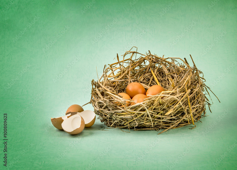 twigs nest with brown chicken eggs with broken and empty shell 