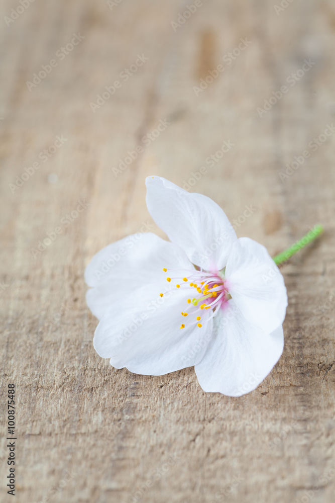 Beautiful cherry blossom sakura flower on wood background