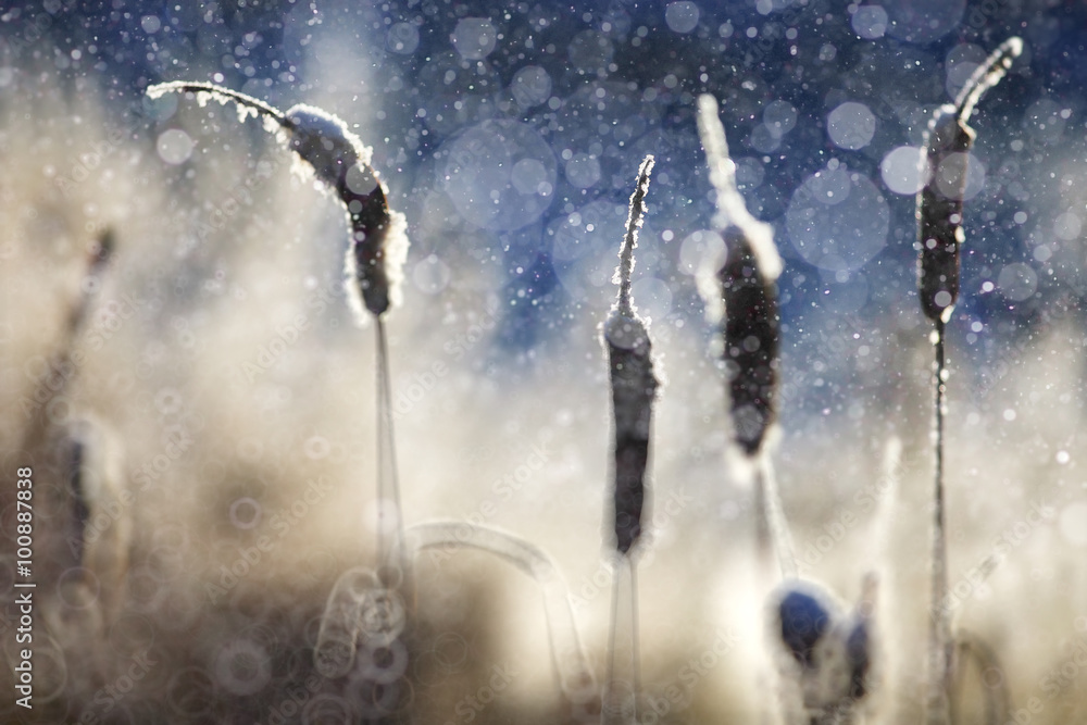 winter, grass covered with white rime