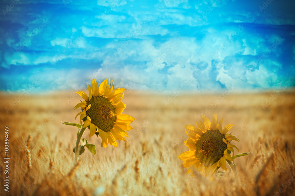 Selective focus on sunflowers in wheat field