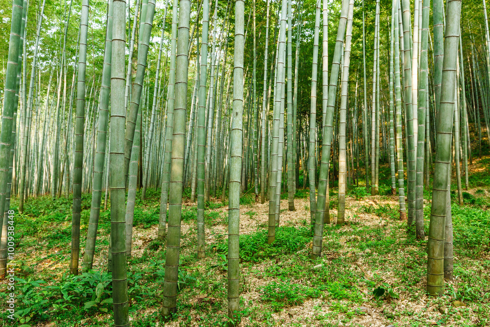 夏日绿竹林