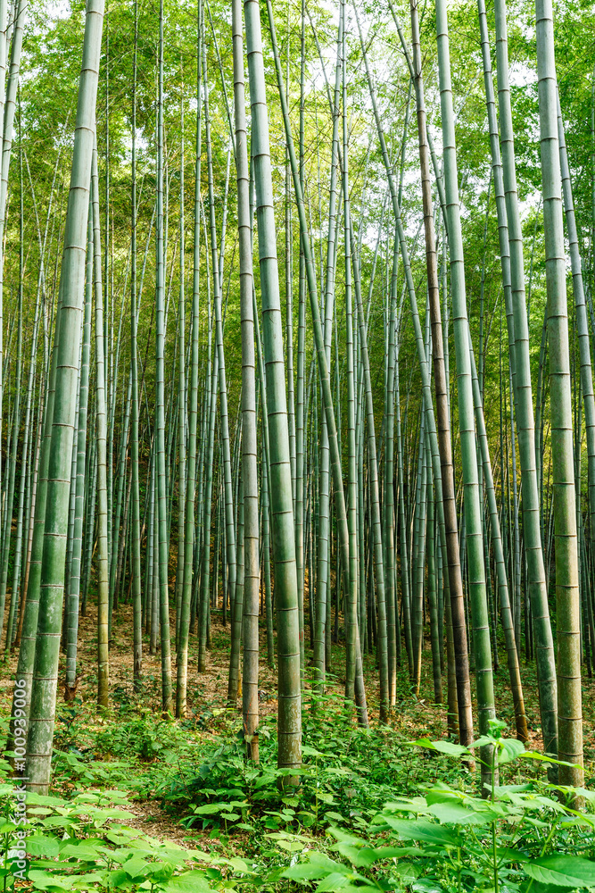 夏日绿竹林