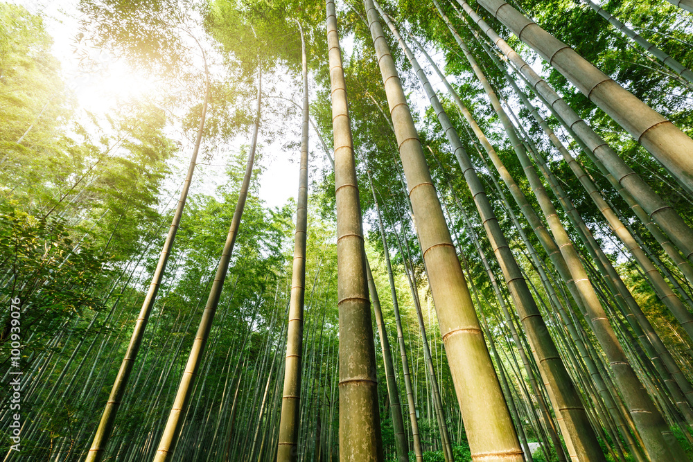 夏日绿竹林