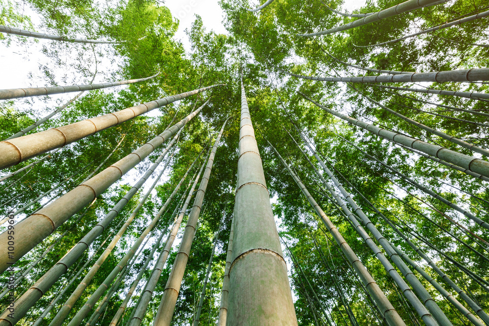 夏日绿竹林