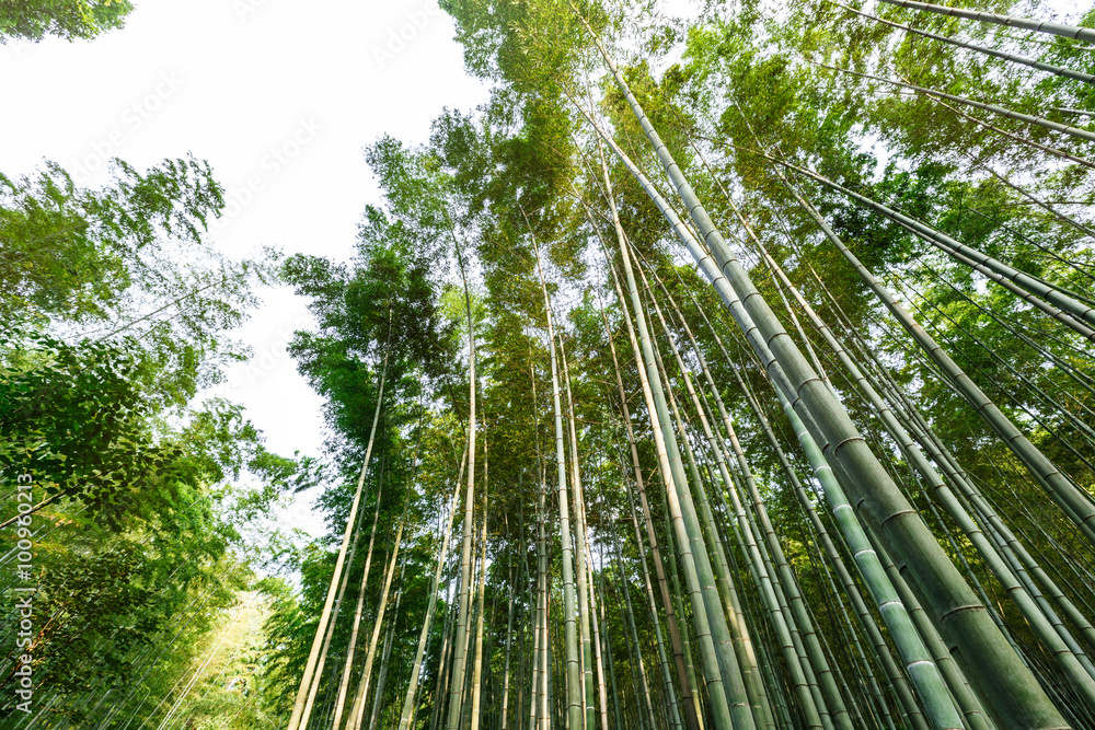 夏日绿竹林