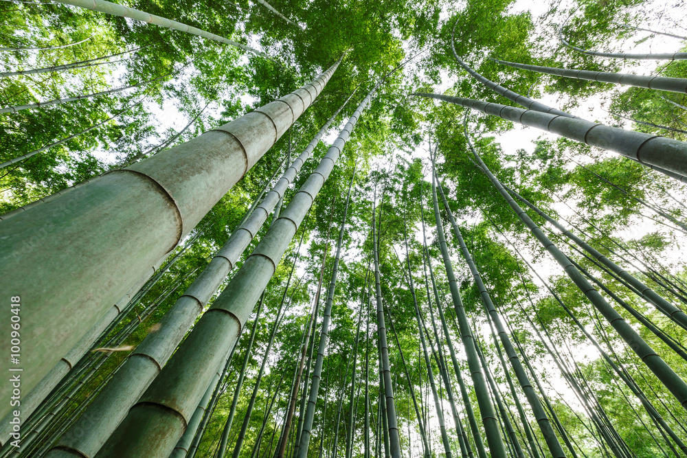 夏日绿竹林