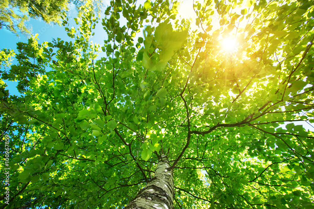 Tree foliage in morning light