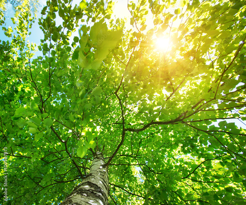 Tree foliage in morning light