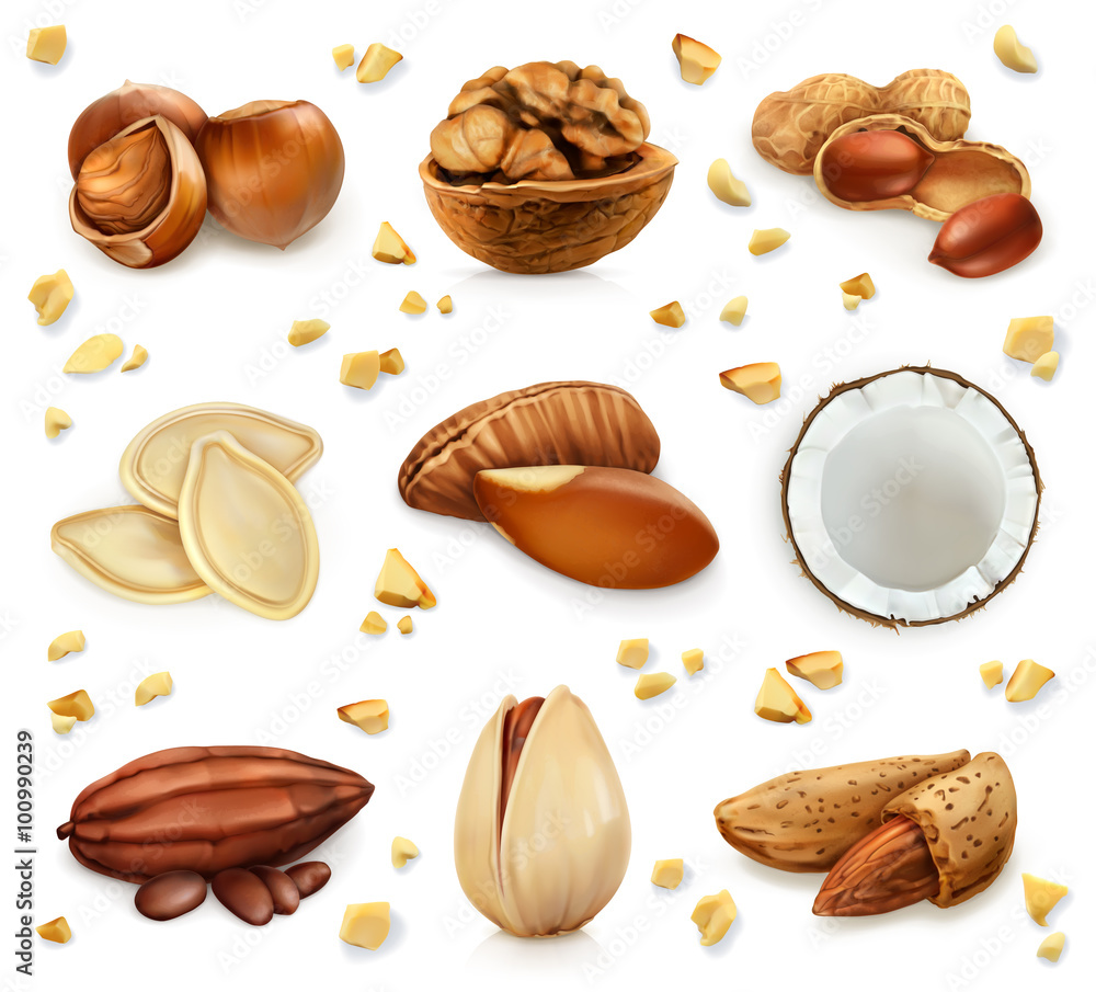 Nuts in the shell, vector icon set