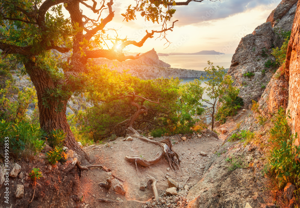 Sunrise in mountains with path through the forest. Nature backgr