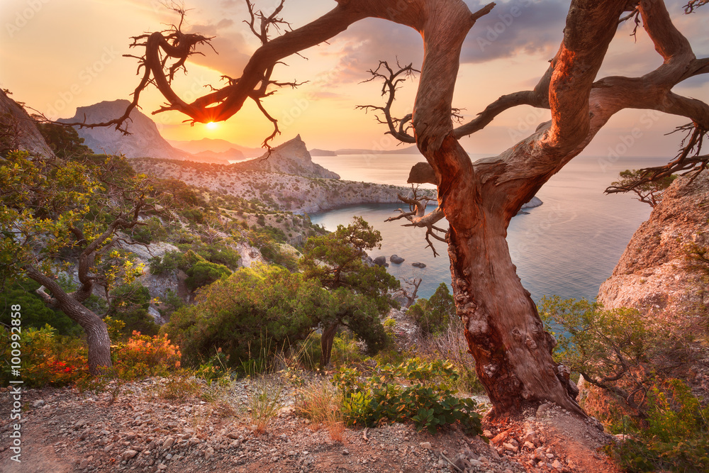 Colorful landscape. Sunrise in mountains with old tree. Sunny mo