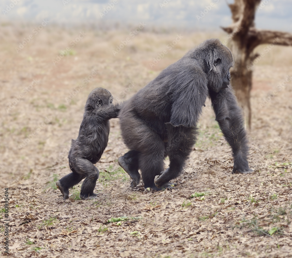 Gorilla Female with Her Baby