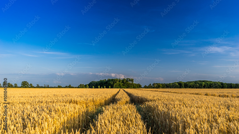 Grain Field