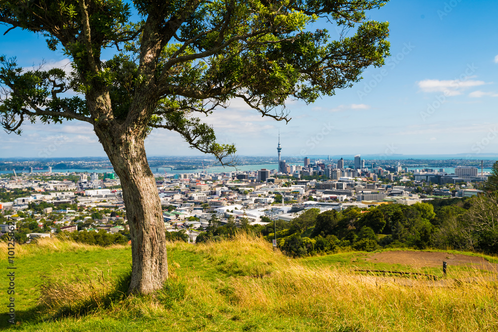 奥克兰全景