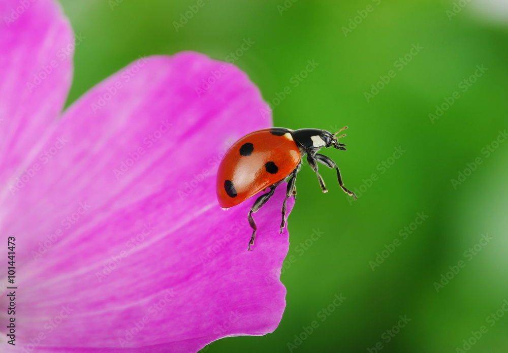 Ladybug and flower