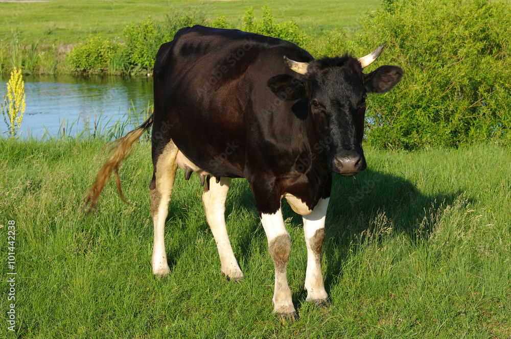 Cow