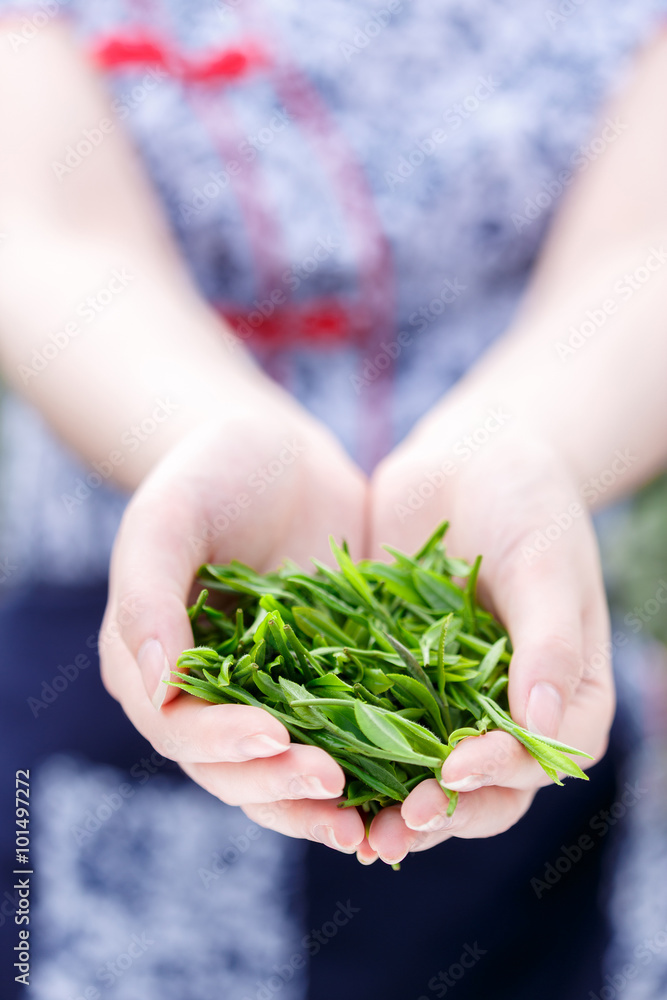 beautiful asian girl picking tea