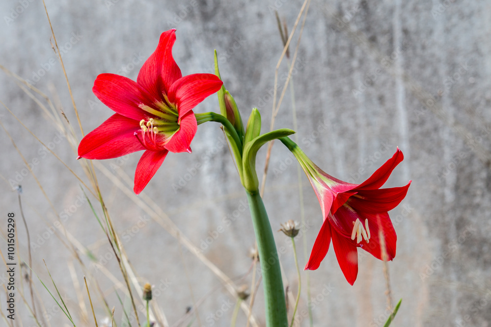 石蒜花