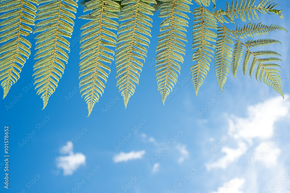 Silver fern fronds.