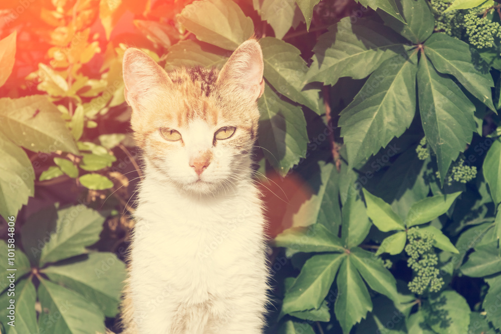 Cat on a grass background